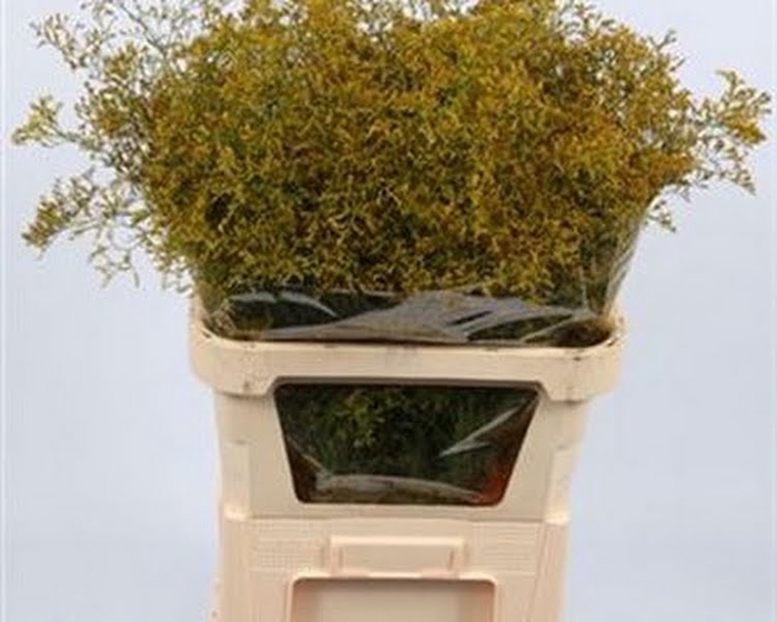 <h4>Limonium Beltlaard Klb Yellow</h4>