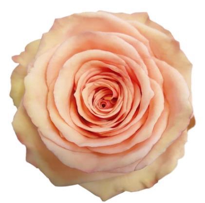 <h4>R Gr Desert Rose</h4>