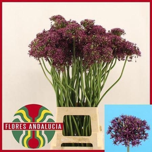 Allium Miami Artistic