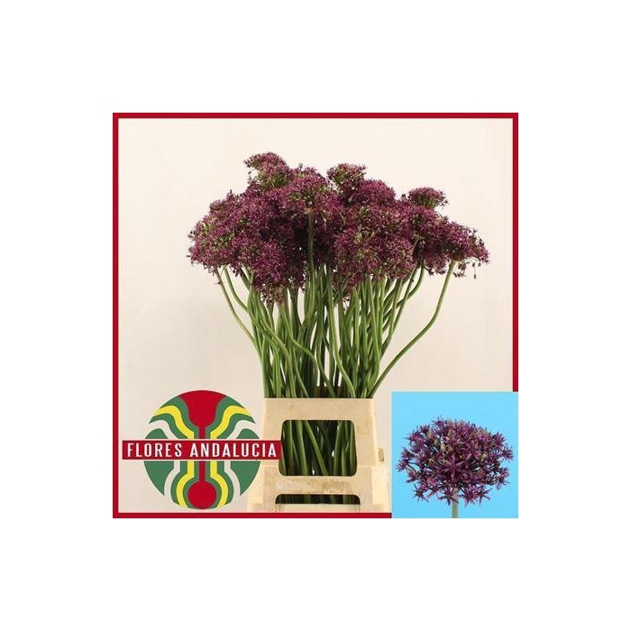 <h4>Allium Miami Artestiek</h4>