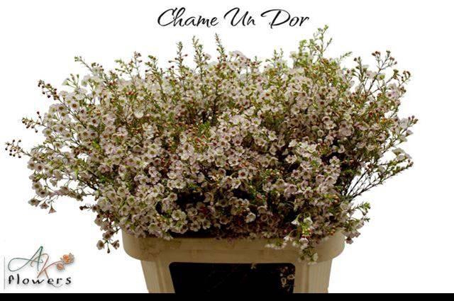 <h4>CHAME UN DOR</h4>