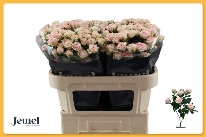 <h4>Rosa spray severina</h4>
