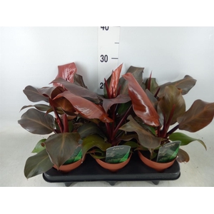 Philodendron  'Sunlight'