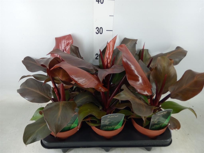 <h4>Philodendron  'Sunlight'</h4>