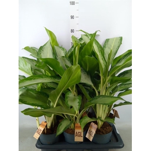 Aglaonema  'Cleopatra'