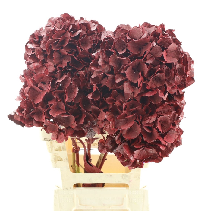<h4>Hydrangea Klb Bordeaux</h4>