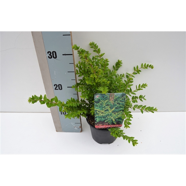 <h4>Lonicera nitida Maigrun</h4>