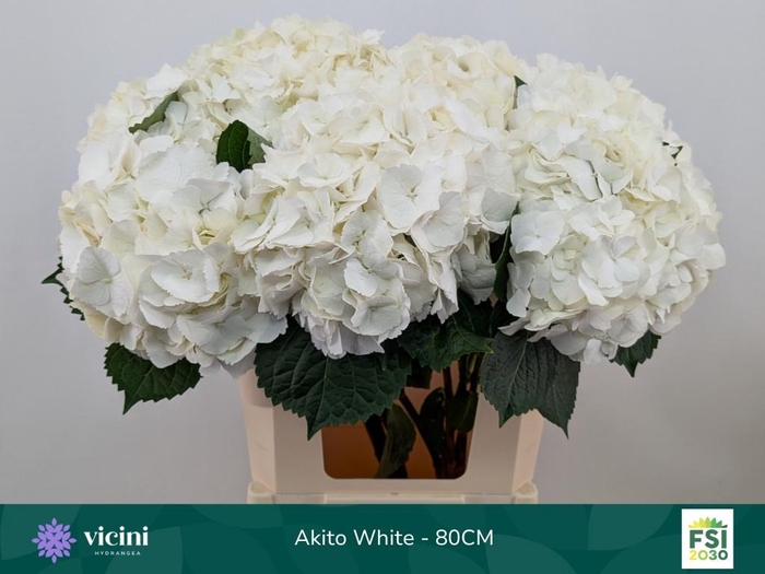 <h4>HYDR M MY AKITO</h4>