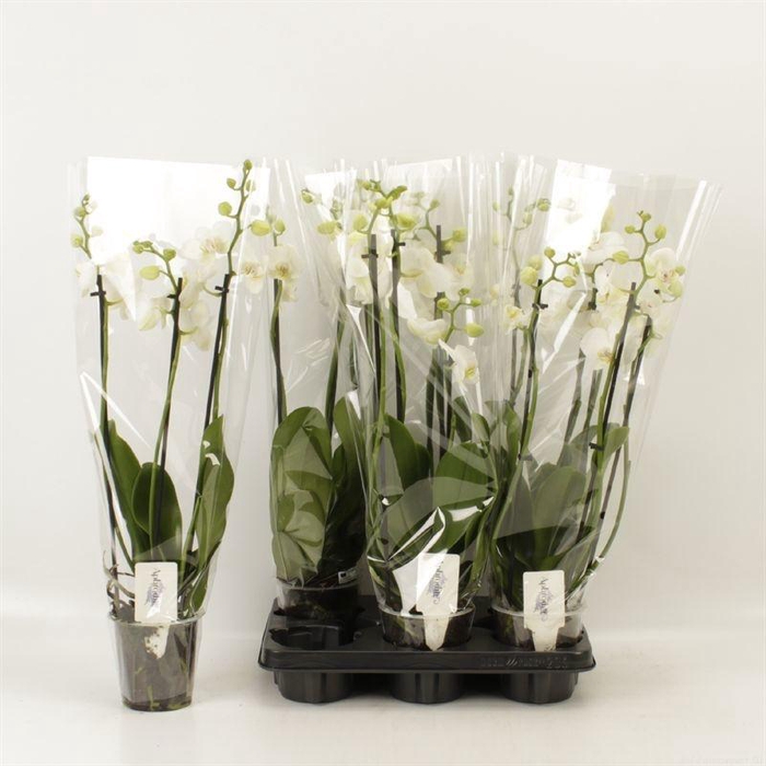 <h4>PHAL OV WIT</h4>