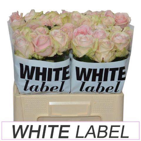 <h4>RS GR SWEET AVALANCHE</h4>