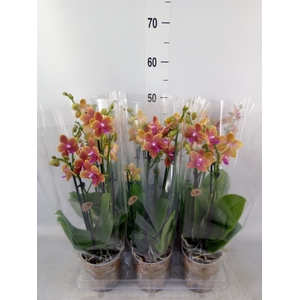 Phalaenopsis multi.   ...orange