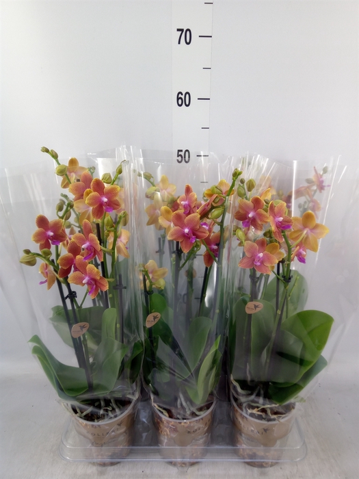 <h4>Phalaenopsis multi.   ...orange</h4>
