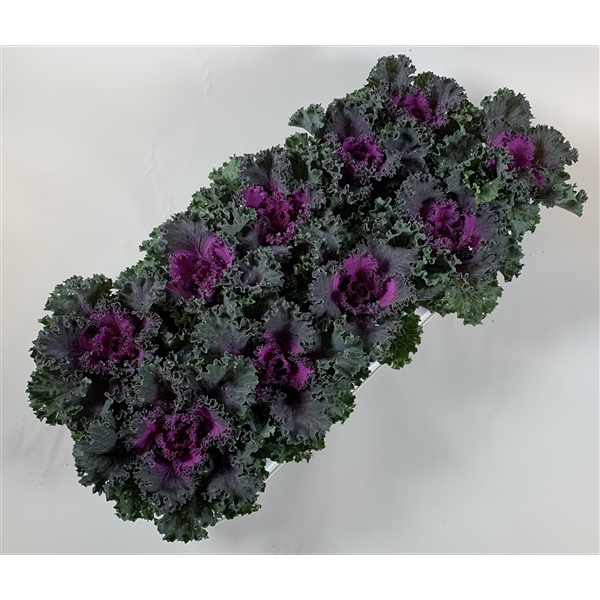 <h4>Brassica gekruld rood</h4>