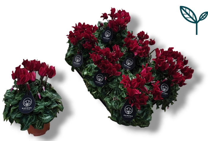 <h4>Cyclamen GARDEN WIJNROOD</h4>
