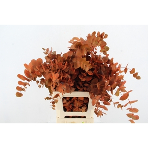 EUC CINEREA WILD ORANGE PER BUNCH