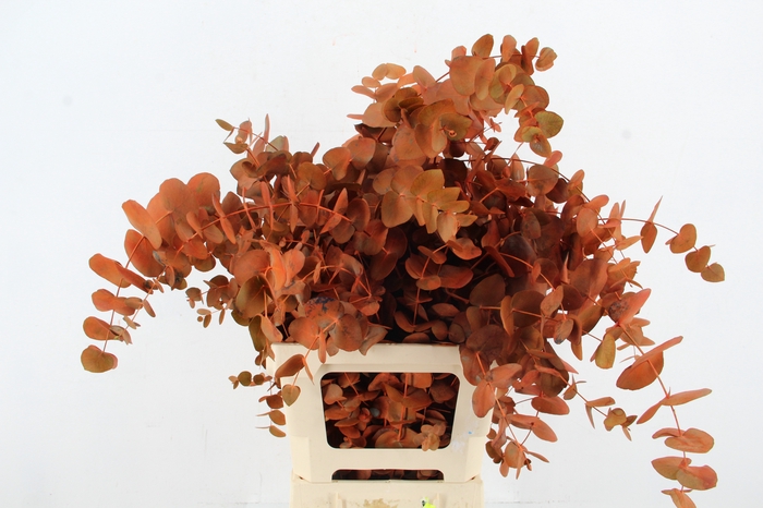 <h4>EUC CINEREA WILD ORANGE PER BUNCH</h4>