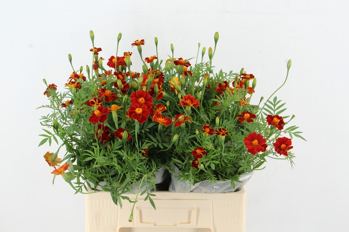 <h4>TAG BURNING EMBERS NATURE FRIENDLY</h4>