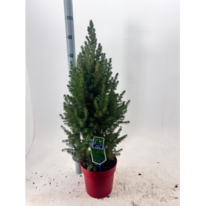 PICEA GL DECEMBER