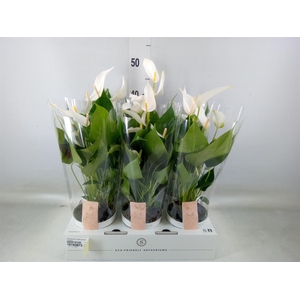 Anthurium andr. 'White Champion'