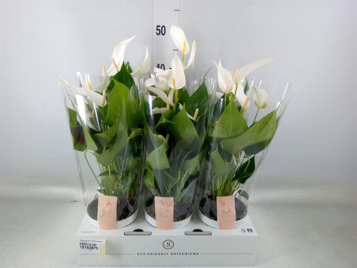 <h4>Anthurium andr. 'White Champion'</h4>