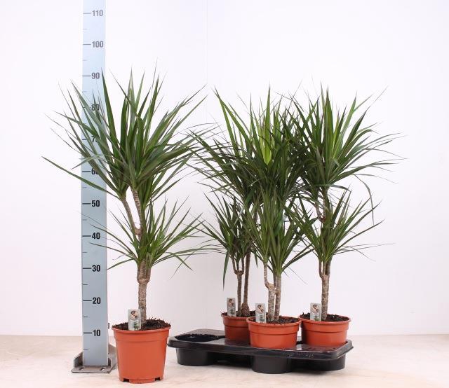 <h4>DRA MARGINATA</h4>