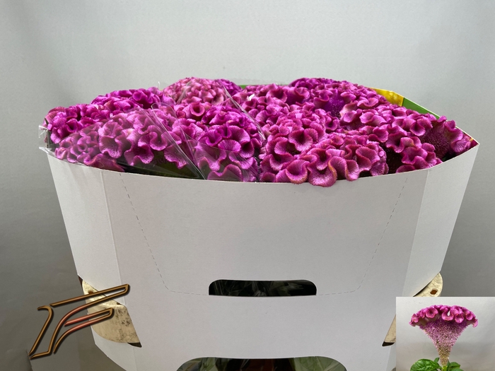<h4>Celosia Lavly Freger</h4>