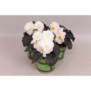 Begonia tub. Nonstop Mocca White
