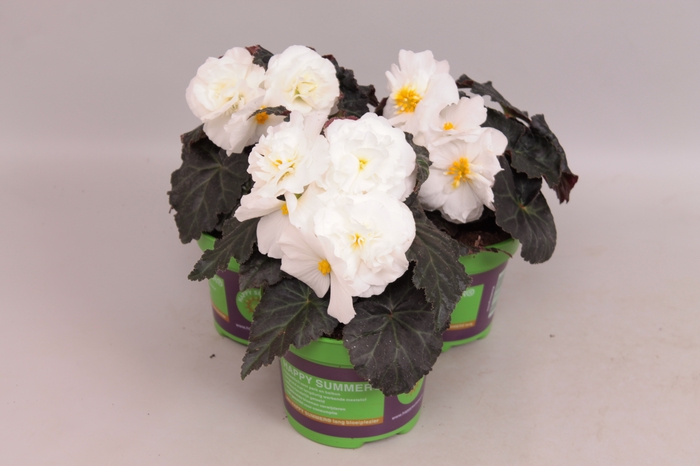 <h4>Begonia tub. Nonstop Mocca White</h4>