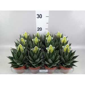 Aloe aristata 'Tiki Tahi'
