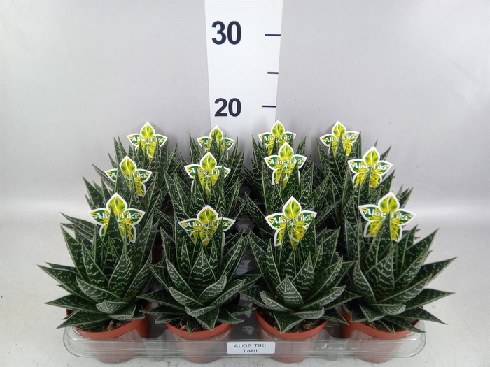 <h4>Aloe aristata 'Tiki Tahi'</h4>