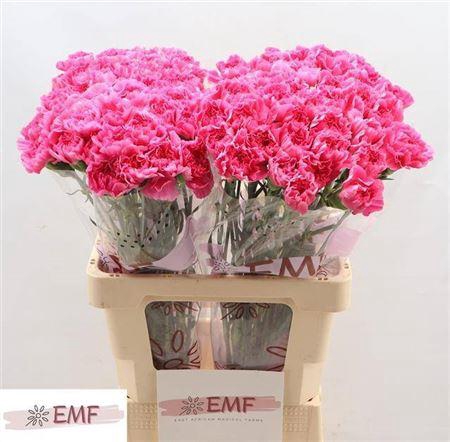 <h4>Di St Tonic Golem</h4>