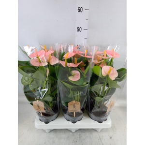Anthurium andr. 'Spirit'