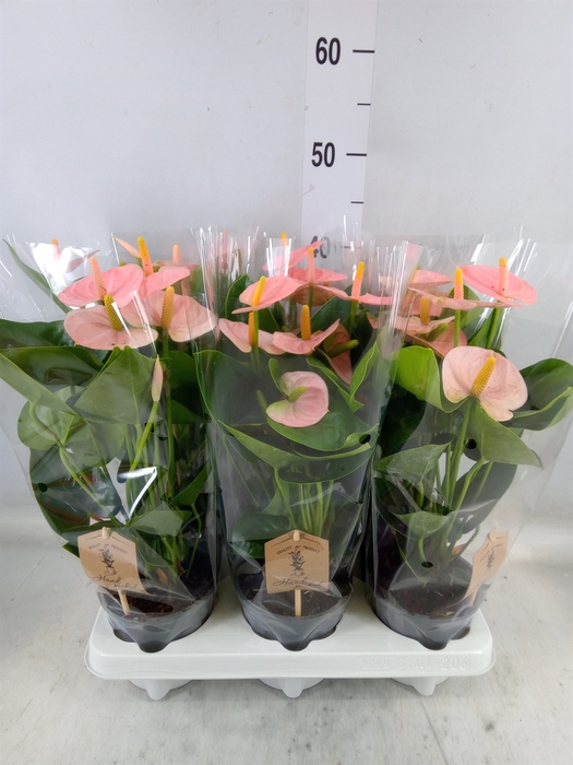 <h4>Anthurium andr. 'Spirit'</h4>