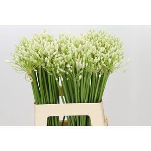 Agapanthus Prinses Marilène