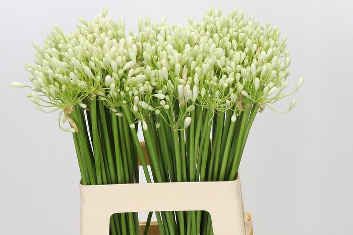 <h4>Agapanthus Prinses Marilène</h4>