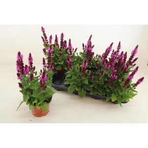 SALVIA S ROSE MARVEL
