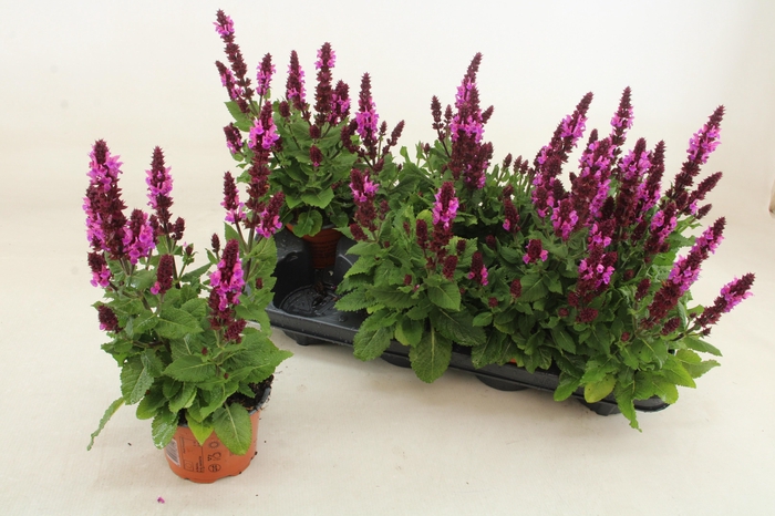 <h4>SALVIA S ROSE MARVEL</h4>