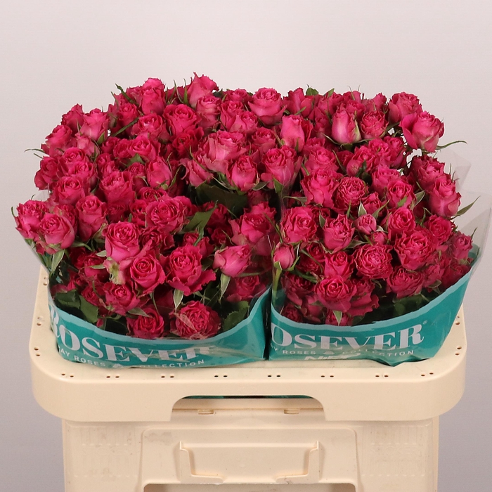 <h4>R TR COCO ROSEVER</h4>