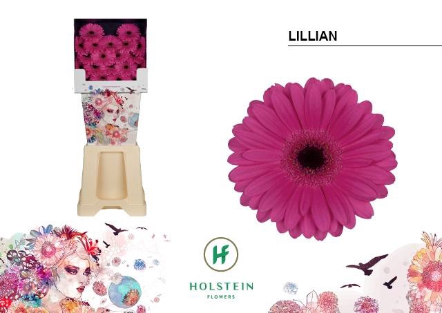 <h4>Ge Mi Lillian</h4>
