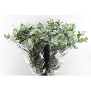 Euca Cinerea 200 Gram