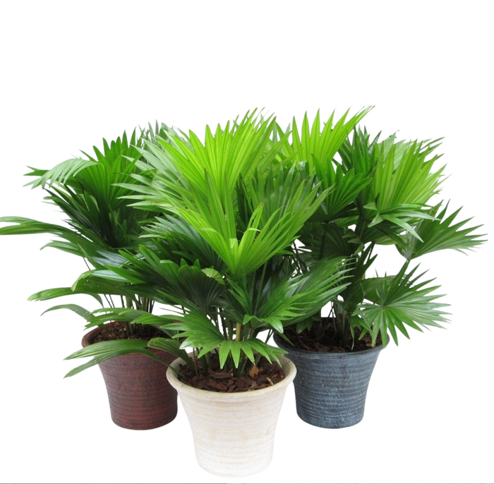 <h4>Livistona rotundifolia in hosta big met schors</h4>