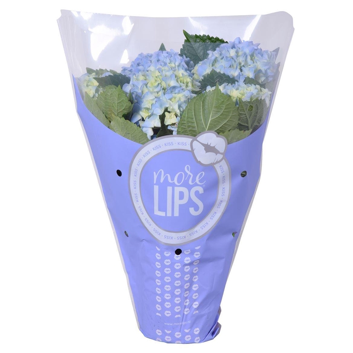 <h4>Hydrangea Early Blue 5-6 More Lips</h4>