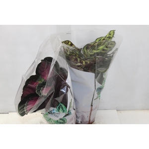 CALATHEA P17 VARIADO