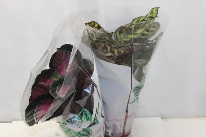 <h4>CALATHEA P17 VARIADO</h4>