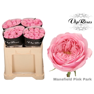 R KL PINK MANSFI PARK x40