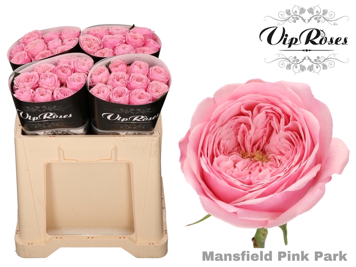 R KL PINK MANSFI PARK x40