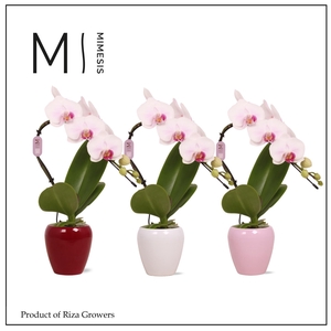 Phalaenopsis Swan Red Lip 1 spike – 7cm in Martine | Mimesis