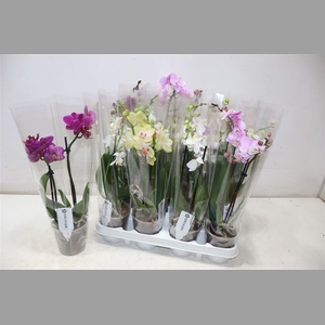 Phal Gem