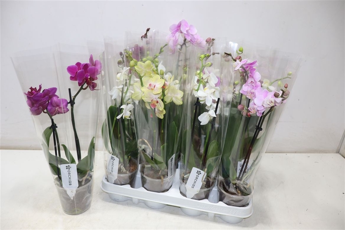 <h4>Phal Gem</h4>