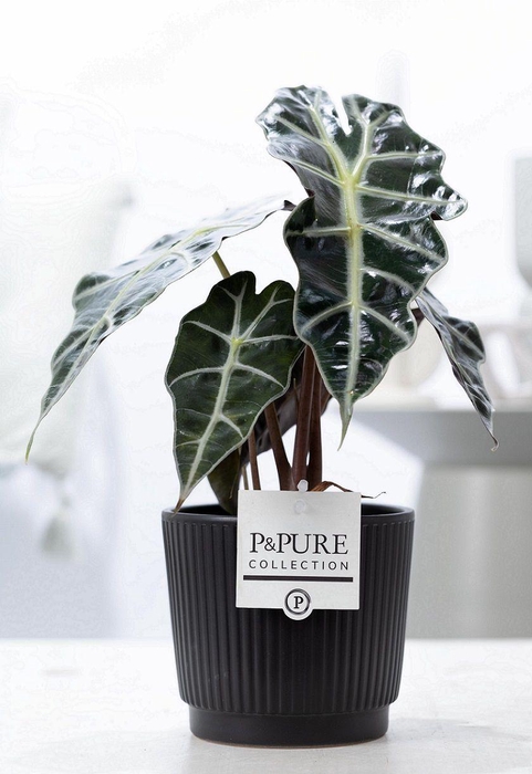 <h4>Alocasia Polly in P&PURE Liv ceramics matt balck</h4>